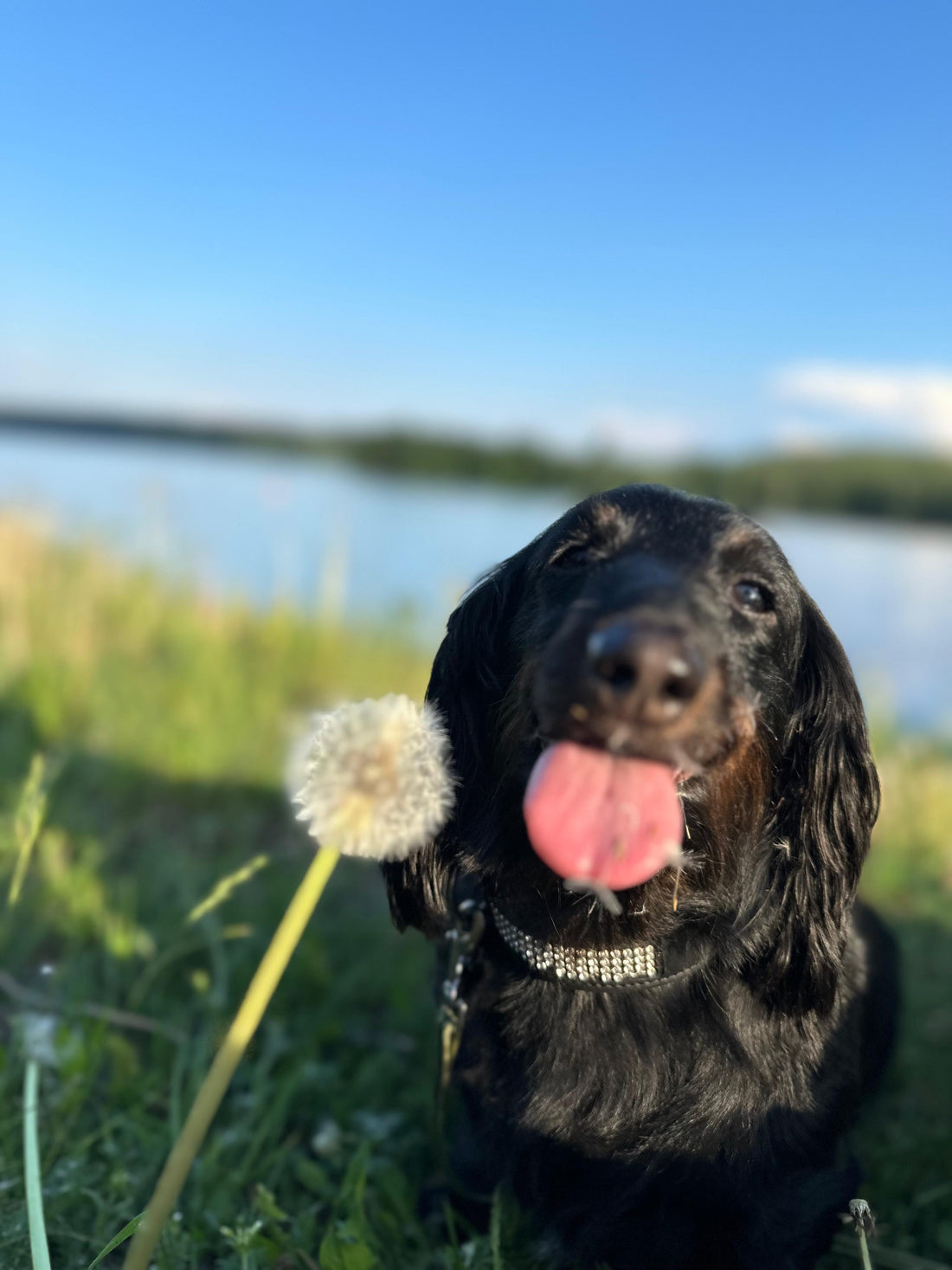 Why We Created Pawsmee: Making Pet Travel Safer and More Comfortable