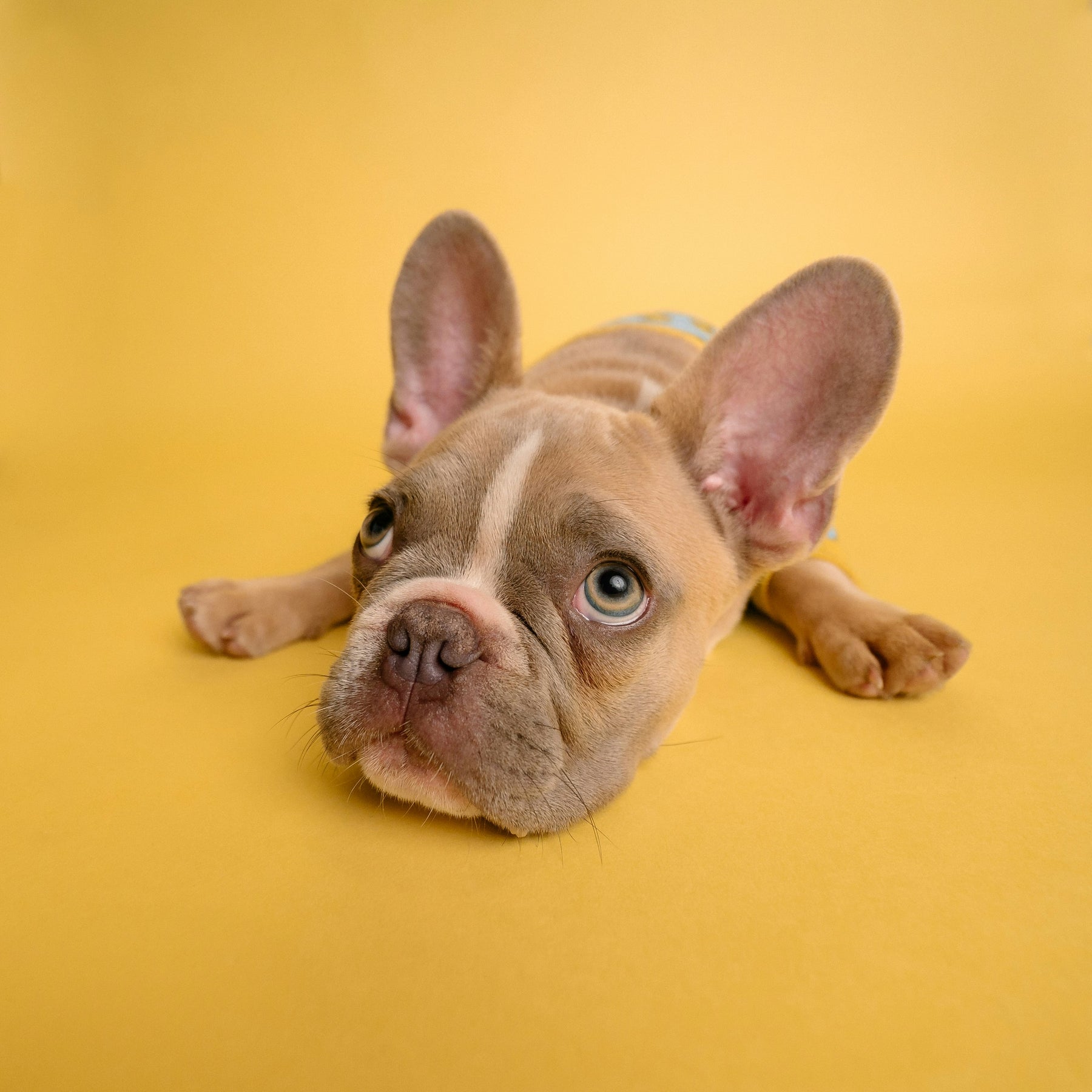 Small dog resting comfortably, representing safe and cozy travel with a dog car seat cover