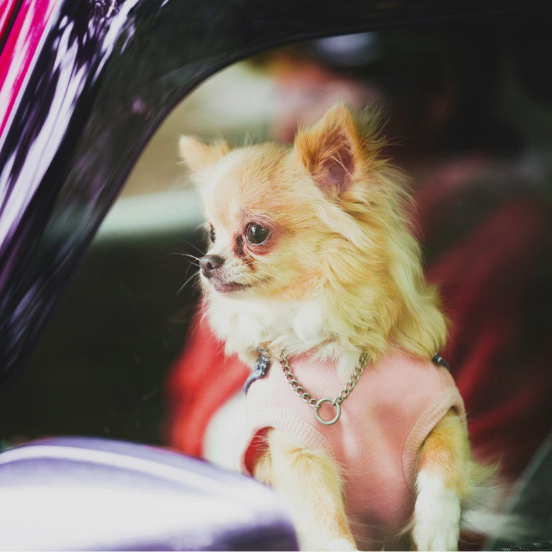 Pawsmee waterproof dog car seat bed demonstrating safe and comfortable travel for small dogs