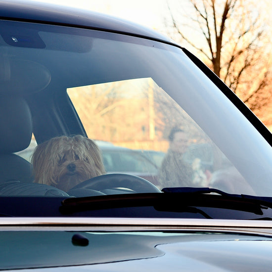 Pawsmee waterproof dog car seat bed demonstrating safe and comfortable travel for small dogs
