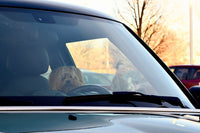 Pawsmee waterproof dog car seat bed demonstrating safe and comfortable travel for small dogs